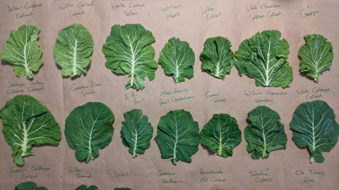 Varieties of heirloom collards are cataloged.