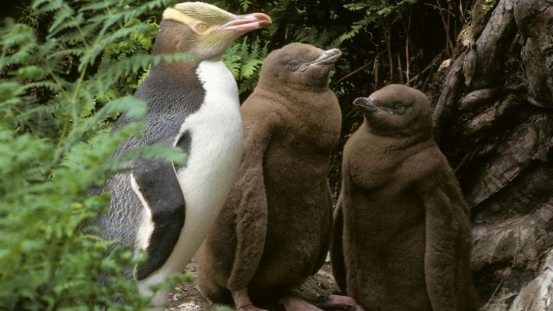Inside New Zealand's rehab center for sassy, endangered penguins | CNN - NewsOpener