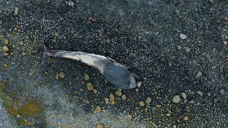 Blue whales end up as 'ocean's roadkill' in the crowded waters of Patagonia | CNN - NewsOpener