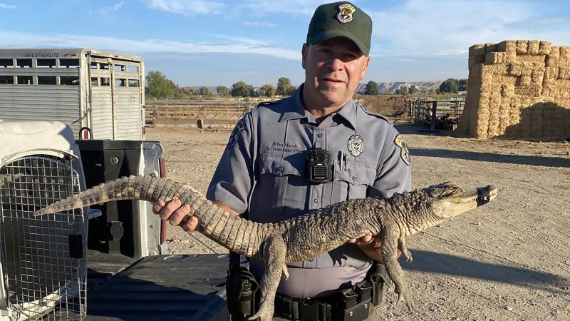 A dogwalker caught an alligator in rural Idaho | CNN - NewsOpener