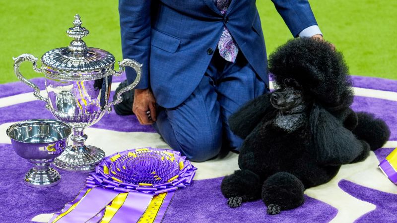 Sage the Miniature Poodle wins Best in Show at Westminster | CNN