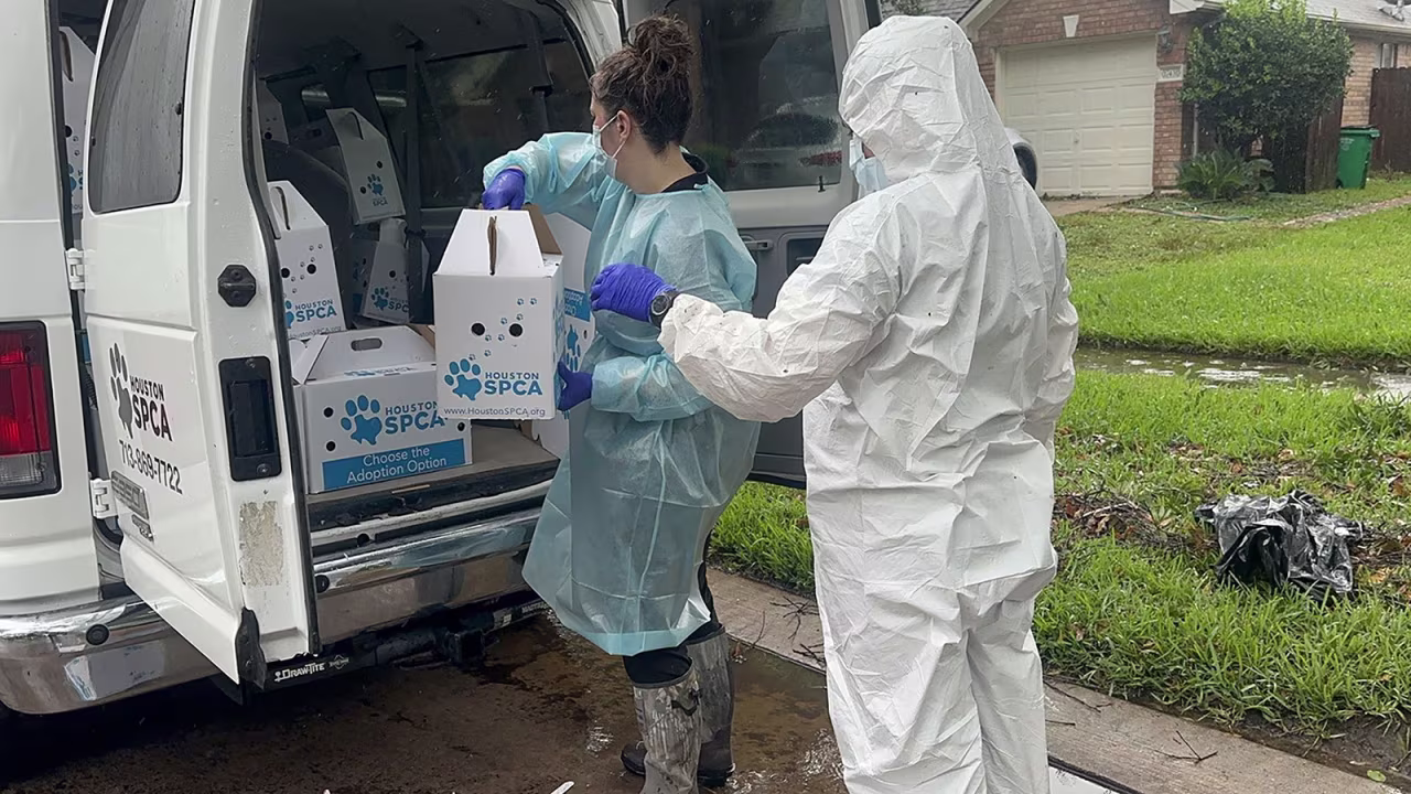 The surviving birds will be transported to the Wildlife Center of Texas campus for medical care.
