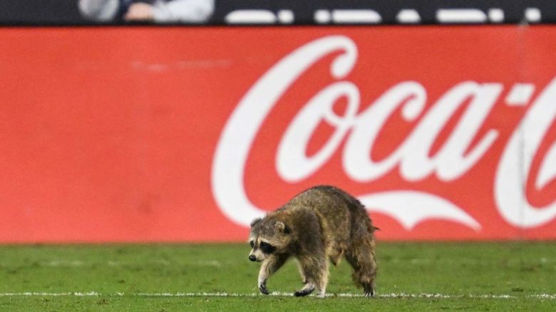 MLS game paused after raccoon runs on field