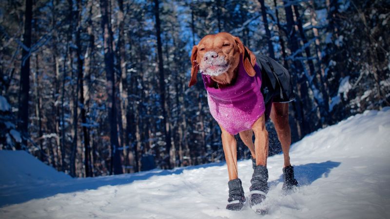 Dog coat hotsell and boots