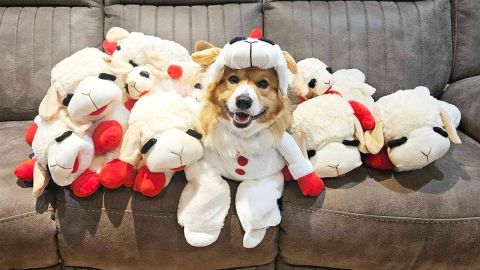 suzanne-gizmo-lamb-chop-costume-1.jpg