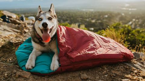 wilderdog-sleeping-bag-dog-camping-cnnu.jpg