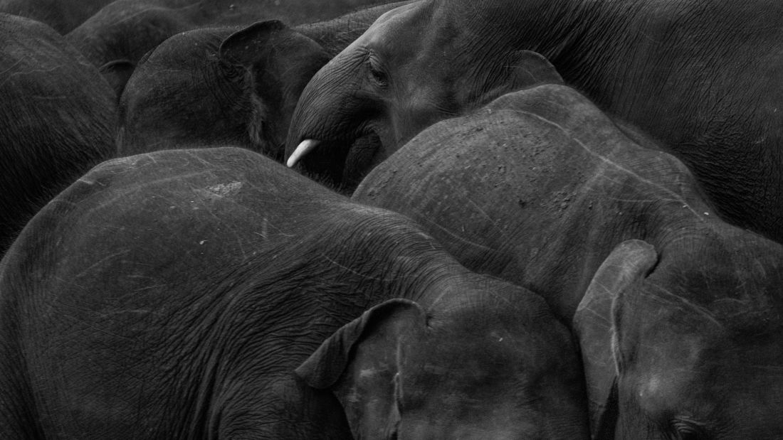 Photos of the human-elephant conflict in Sri Lanka