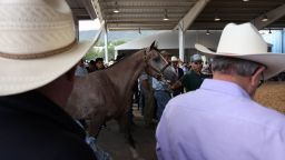 A horse is led into a ring prior to bidding at the Ruidoso Select Yearling Sale in Ruidoso Downs, New Mexico, on August 29.