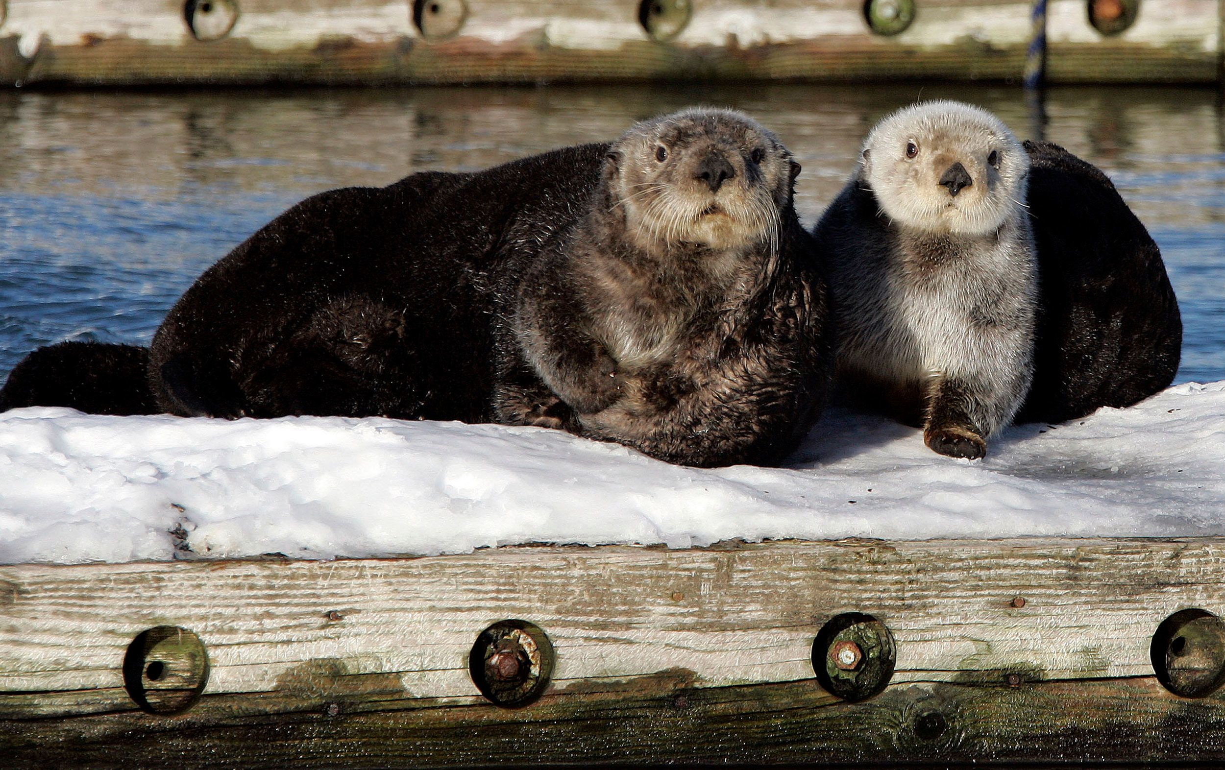 Sea otters can be found across the North Pacific Ocean.