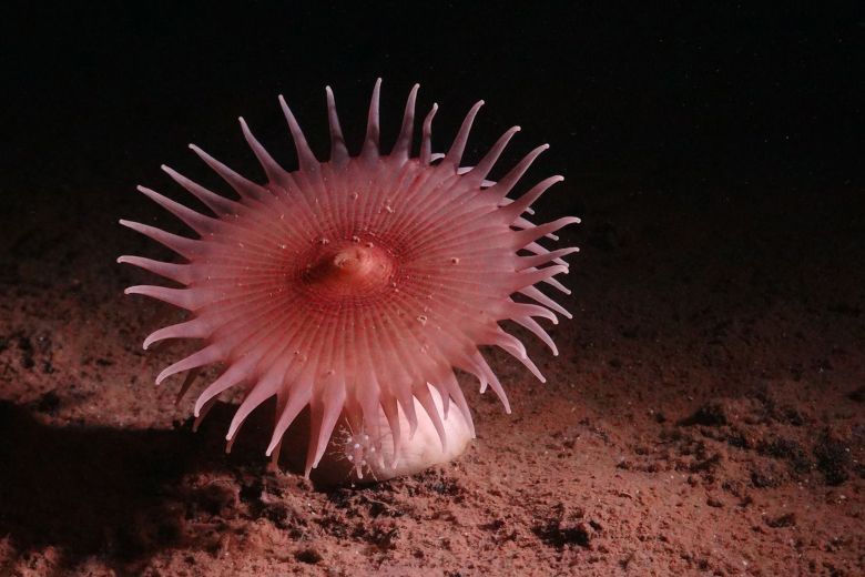 Researchers captured this image of a sea anemone on the ocean floor during a 45-day expedition to the Clarion-Clipperton Zone in the Pacific Ocean.