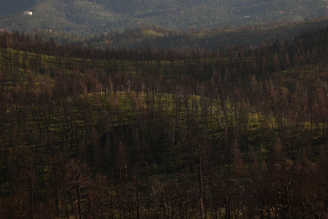 Burned trees from the South Fork Fire are seen in Ruidoso, New Mexico, on August 27.