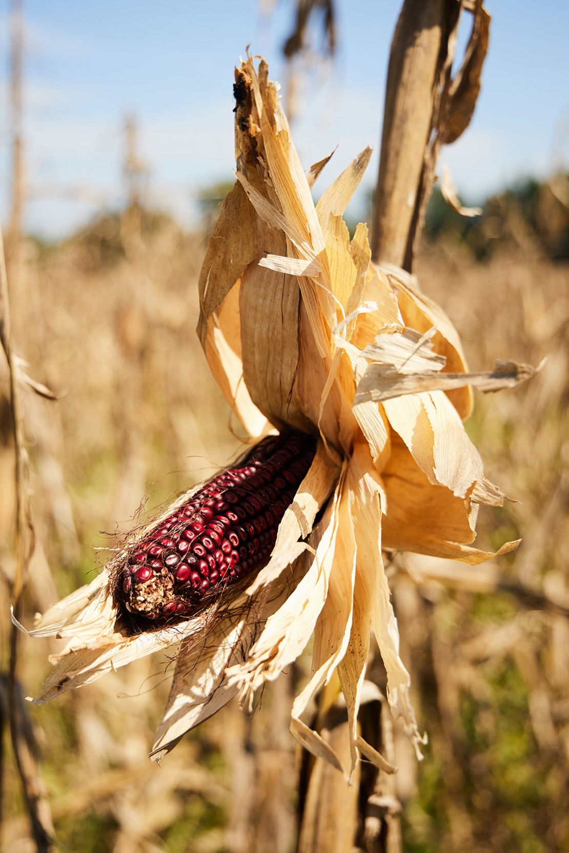 Researchers say Jimmy Red corn is less susceptible to high winds because of its strong root system.