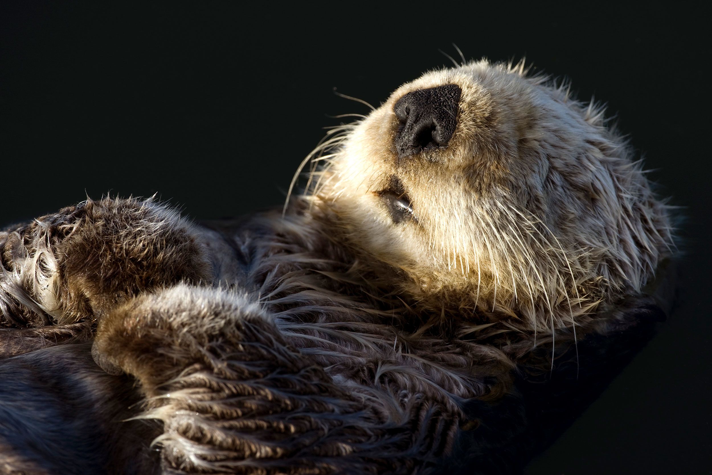 The sea otter’s fur is threatened by oil spills.