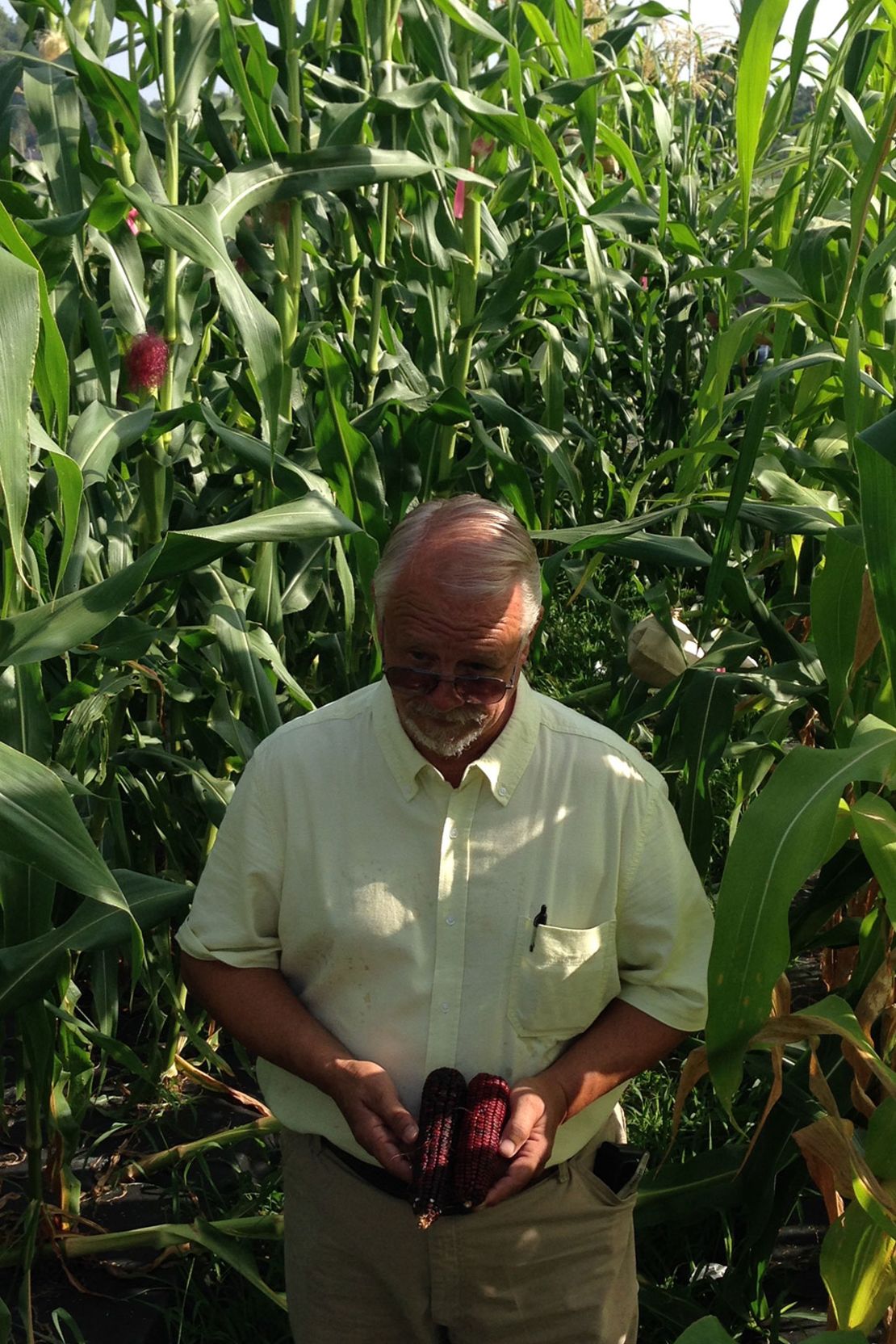 In the late 1990s, farmer Ted Chewning was given the last two ears of Jimmy Red corn known to exist. He used kernels to grow more stalks and pull it from the brink of extinction.