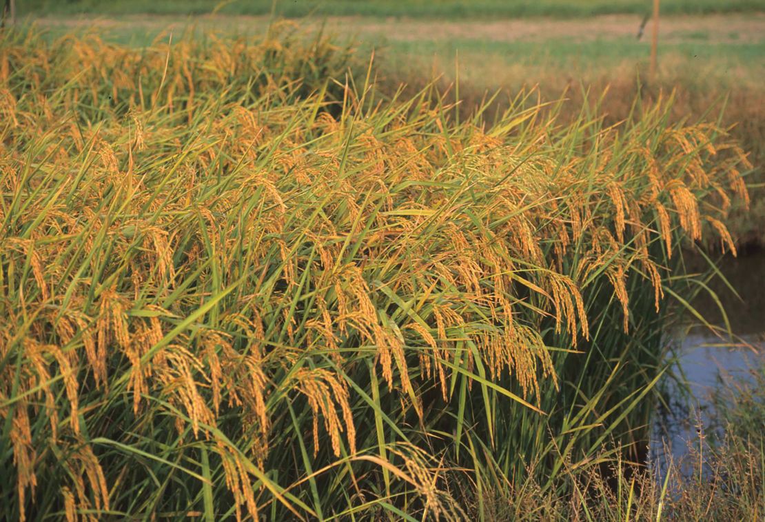 Clemson University scientists are working to make the heirloom Carolina Gold rice more salt-tolerant as salinity levels in water and soils increase due to changing climate conditions.