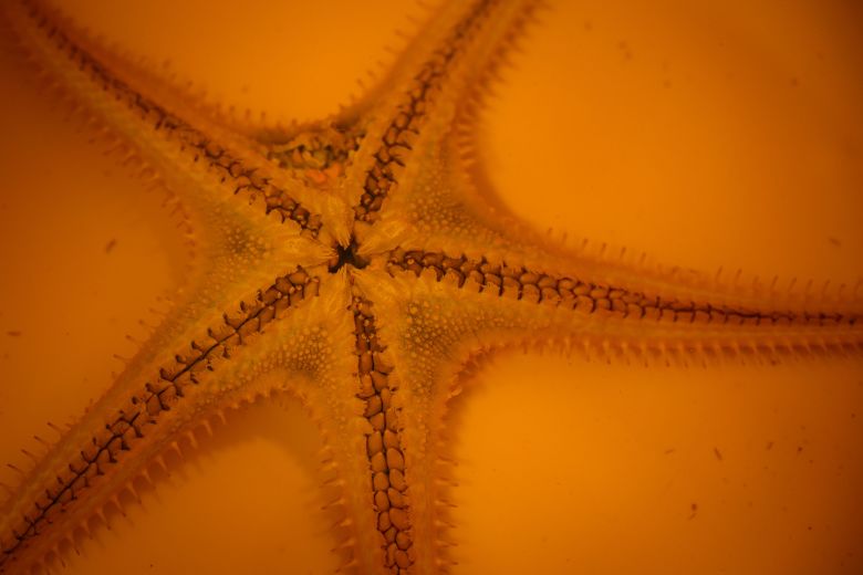 A star fish collected from the ocean floor is seen at a lab in the Natural History Museum in London.