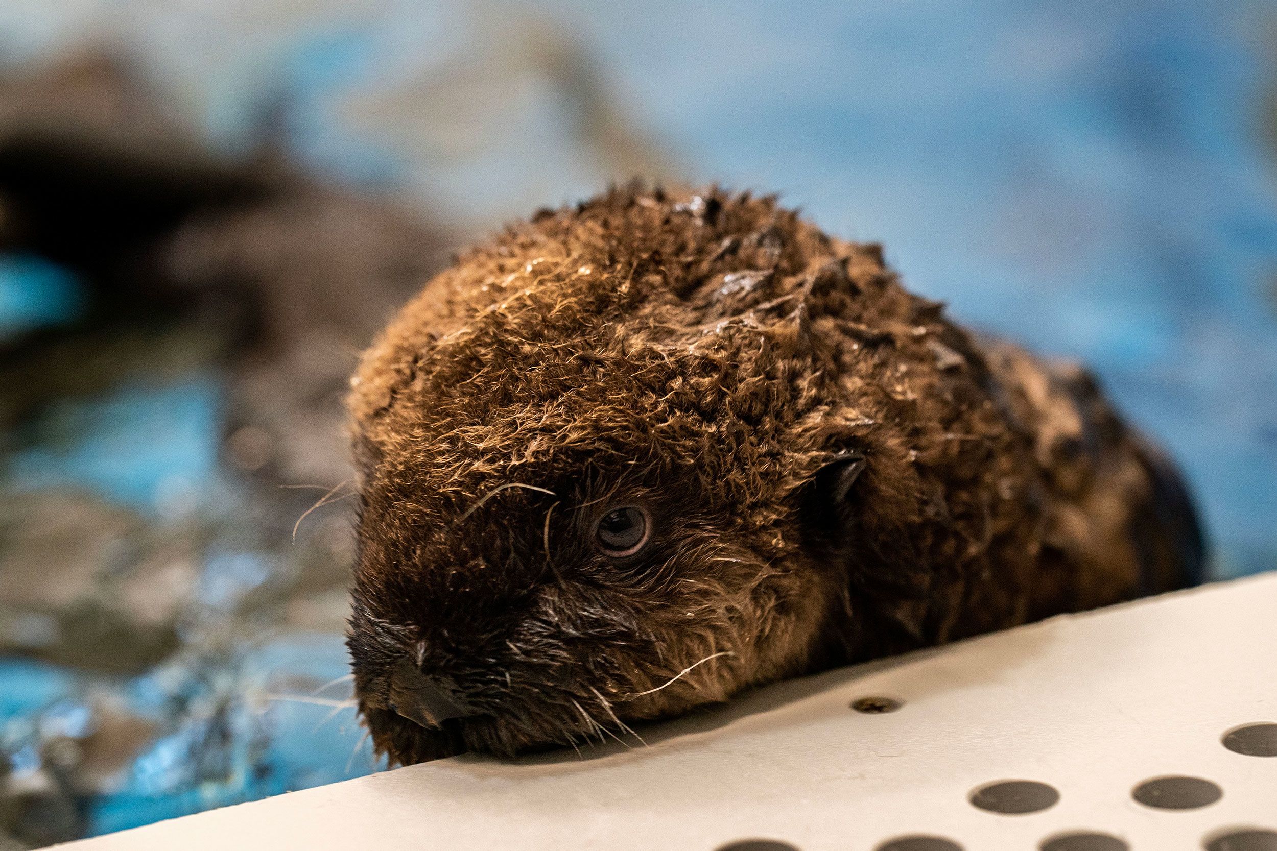 Conservation efforts include translocating otters to new locations.