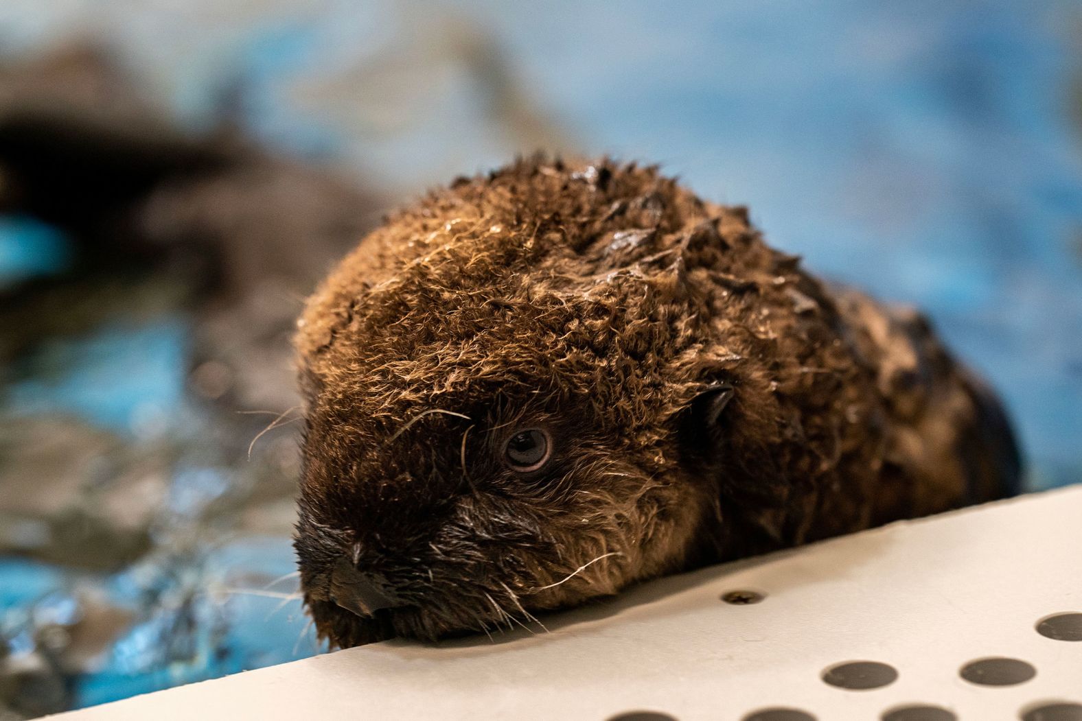 Conservation efforts include translocating otters from established areas to new locations to reintroduce them to their former<strong> </strong>habitat. In the 1980s, the <a  target="_blank">US Fish & Wildlife Service</a> (FWS) moved 140 otters from the central California coast to San Nicolas Island, 61 miles from the mainland, to increase the otter’s range. There is now a small but stable population of the species in the area, according to FWS. Here, a seven-week-old sea otter pup and participant in the Sea Otter Rescue Program receives her first solid food at the Monterey Aquarium, California.