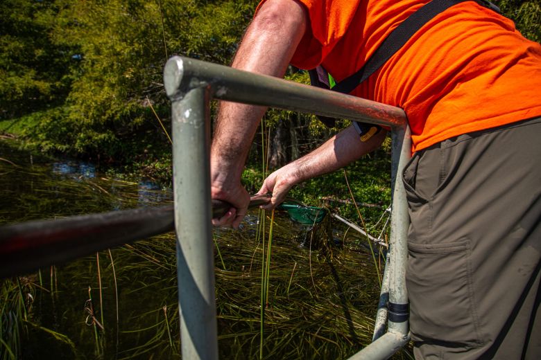 Dr. Wesley Daniel lunges for an Asian swamp eel with a net after applying an electric shock to the water in an effort to catch it.