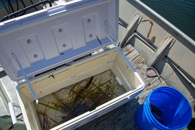 Asian swamp eels of various sizes were kept in a large white cooler filled with water and some aquatic plants so that further testing can be done on the invasive species.