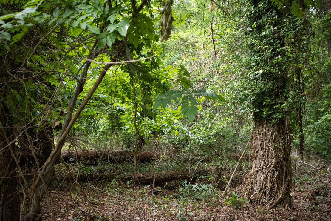 Fallen trees and overgrowth at the Piney Grove Cemetery in Atlanta.