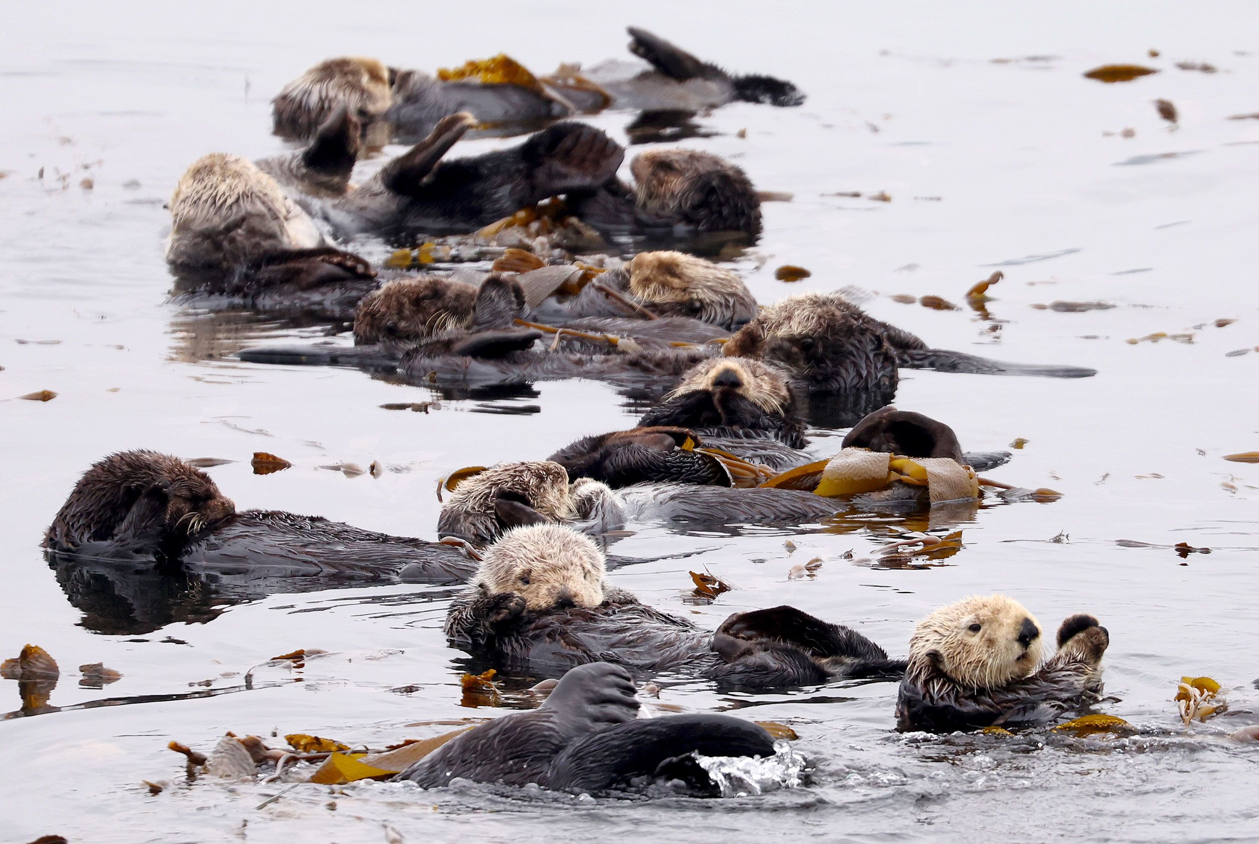 Sea otters help control kelp-eating urchin populations.