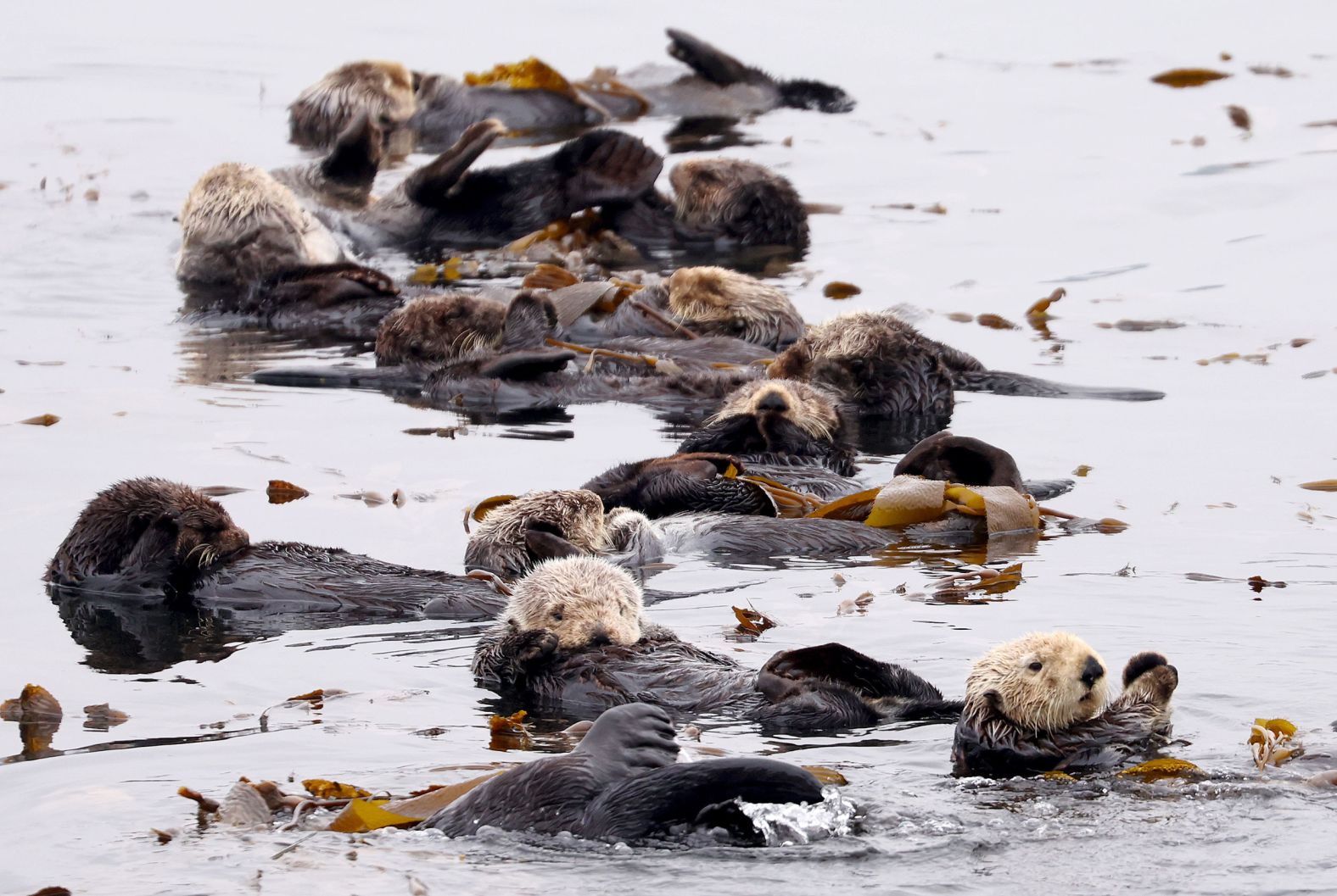 Already, the revival of sea otters has had a positive impact on the kelp forests along the California coast. After a large outbreak of kelp-eating sea urchins in 2013, otters helped to control urchin populations and <a  target="_blank">keep kelp forests healthy</a>.<br />Just as kelp forests rely on sea otters, the otters depend on kelp, and not just for food. Sometimes they will <a  target="_blank">wrap themselves</a> in strings of kelp to prevent themselves from floating away while asleep. Here, sea otters groom and rest together in a kelp bed near Morro Rock, California<strong>,</strong> an area which local tribal members want to be included as part of the <a  target="_blank">proposed</a> Chumash Heritage National Marine Sanctuary.