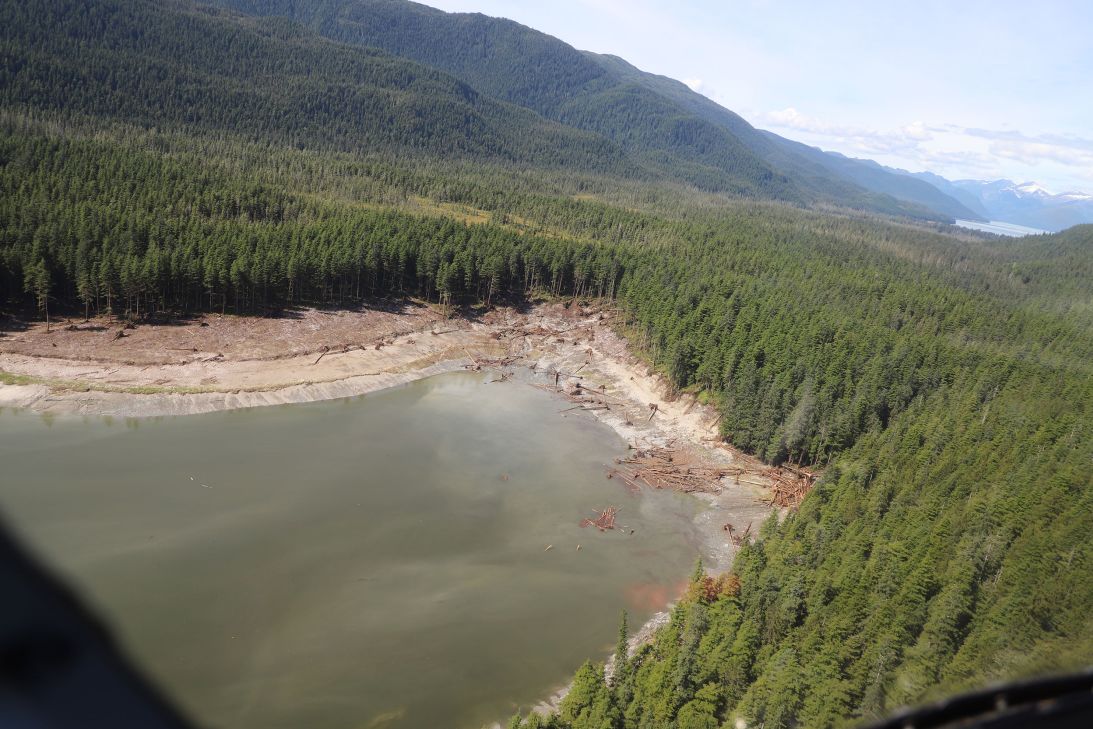 Downed trees caused by August's tsunami are scattered along the shoreline of Williams Cove, near the mouth of Tracy Arm.
