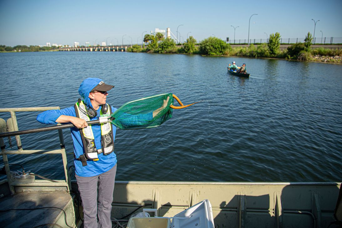 Mary Brown, a biologist with USGS, holds up a captured Asian swamp eel for curious kayakers to see.