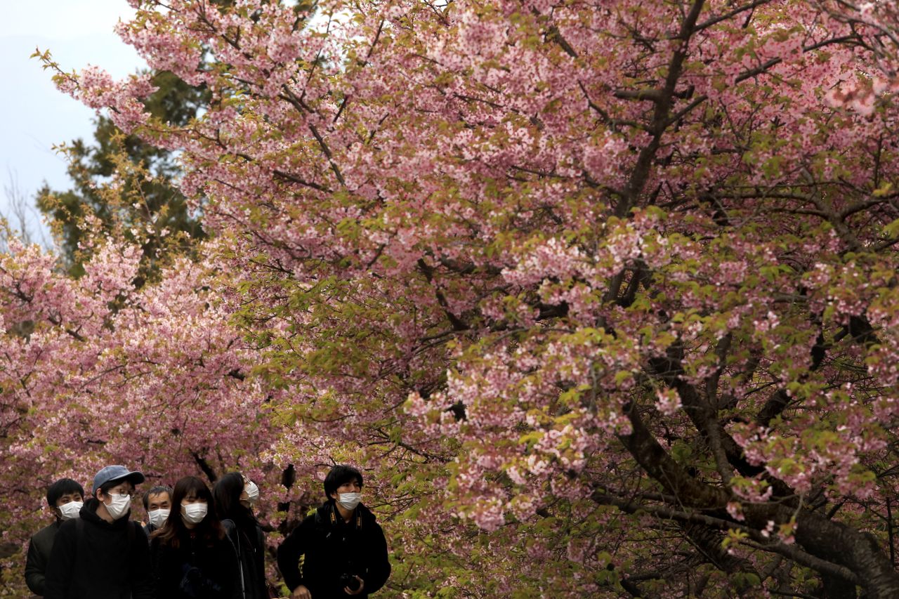 People wearing masks visit a cherry blossom festival in Matsuda, Kanagawa prefecture, south of Tokyo, Saturday, February 29.