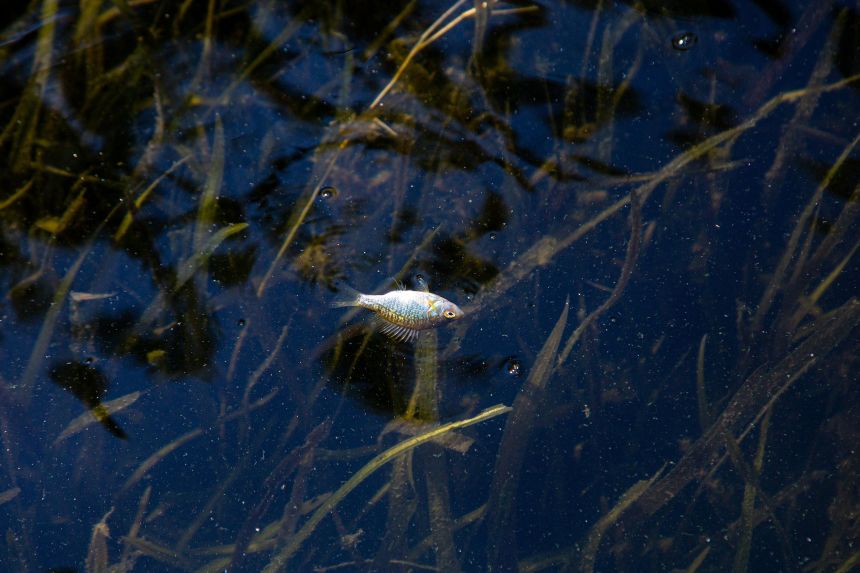 A small fish in Lake Underhill succumbs to the electric shock produced by the boat used by USGS biologists which cause their muscles to contract, temporarily keeping them from swimming below the surface.