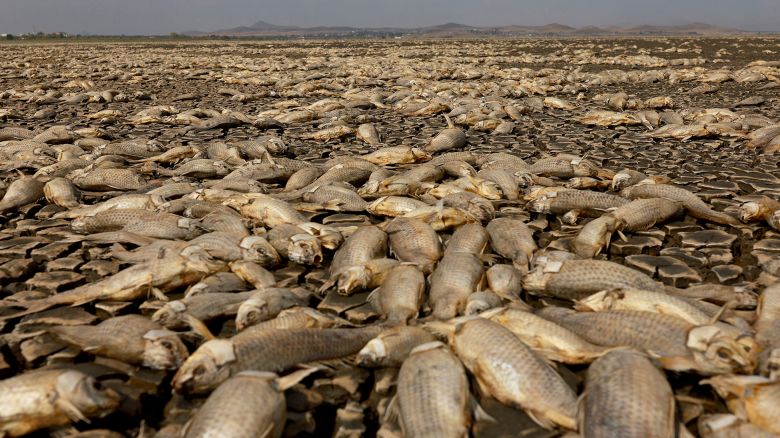 Thousands of dead fish lie in the dry bed of the Bustillos Lagoon, Anahuac, as high temperatures and intense drought affects Chihuahua state, in Mexico on June 7, 2024.