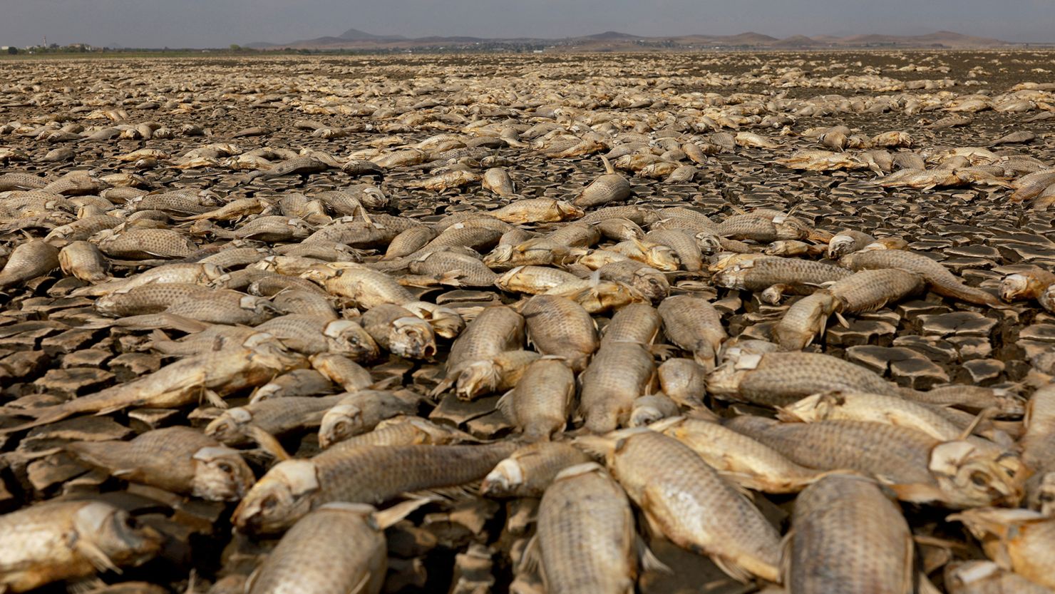 Thousands of dead fish lie in the dry bed of the Bustillos Lagoon, Anahuac, as high temperatures and intense drought affects Chihuahua state in Mexico on June 7, 2024.