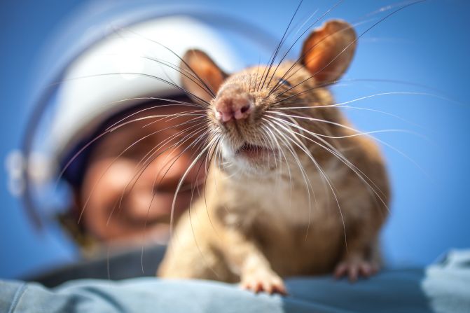 APOPO says its “HeroRATS” have successfully been trained to sniff out several of the most commonly trafficked products from East Africa.