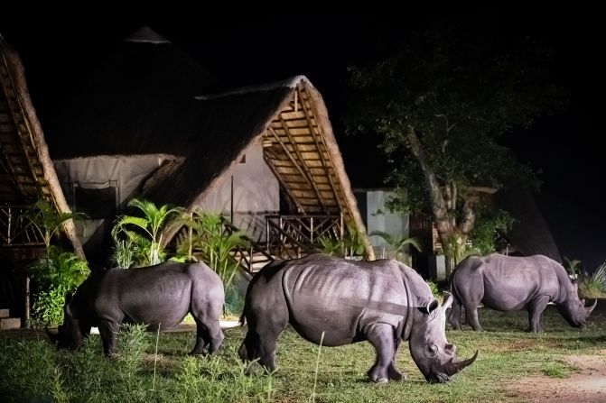 Tourists can stay in lodges on site and go on safari treks with rangers to see the rhinos and other wildlife. If they're lucky, they may even be able to spot them from their cabin.