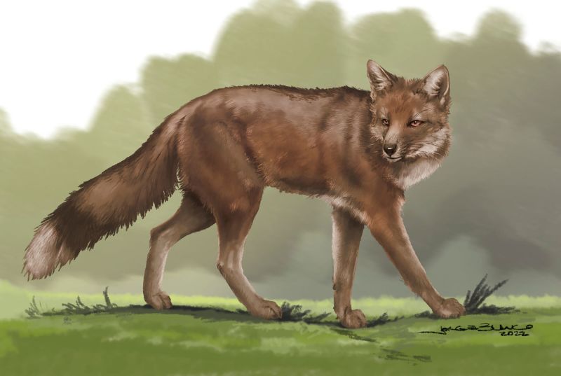 Shop Fox