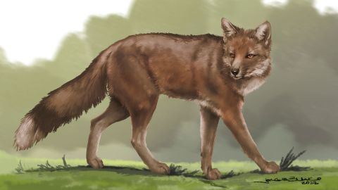 An artist’s reconstruction depicts the extinct fox species Dusicyon avus, which scientists believe may have been domesticated 1,500 years ago by hunter-gatherers in what’s now Patagonia in Argentina.