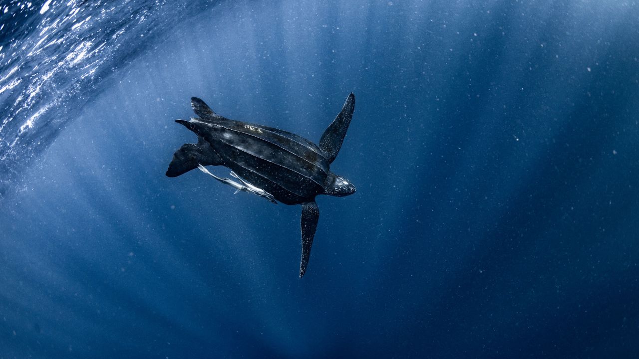 A leatherback turtle begins its decent into the abyss