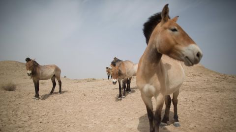 Przewalski's horses are seen at the West Lake national nature reserve area near Xihu, Gansu province, China, on May 13, 2013.