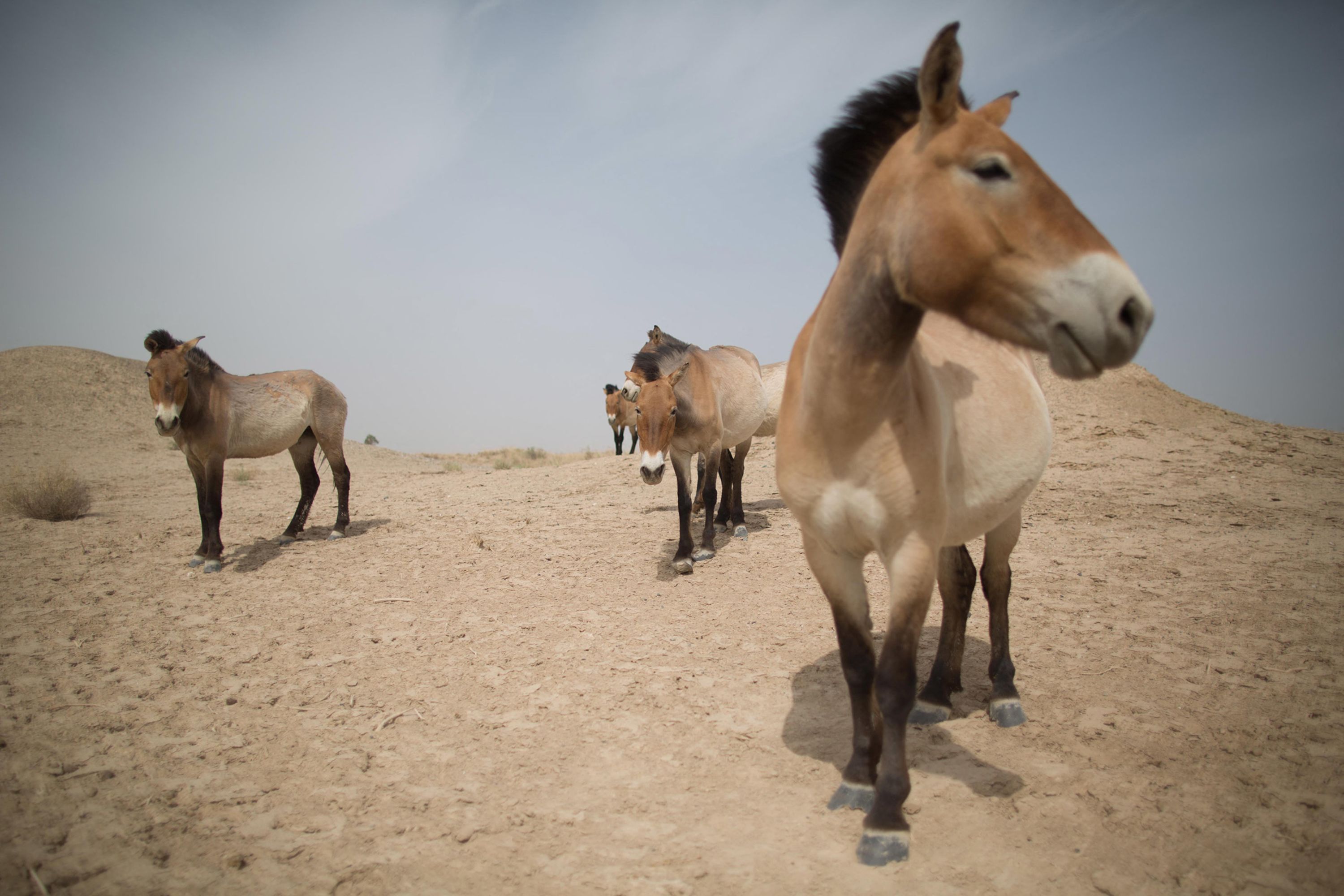 Przewalski's horses at the West Lake national nature reserve area near Xihu, Gansu province, China, on May 13, 2013.