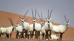 Arabian oryx are seen at the Arabian Oryx Sanctuary in Um al-Zamool, near the United Arab Emirates' border with Saudi Arabia on March 23, 2017.