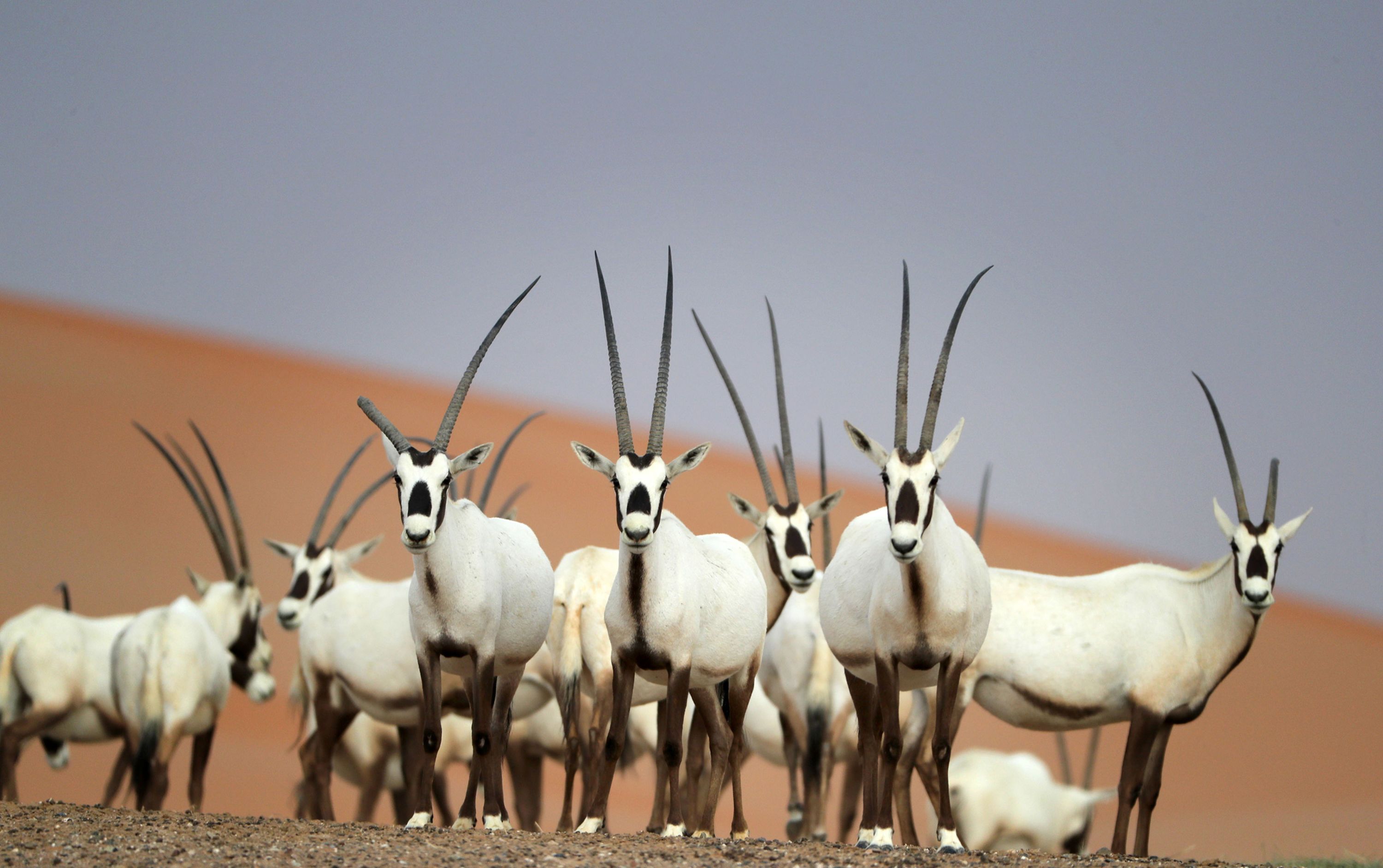 Arabian oryx are seen at the Arabian Oryx Sanctuary in Um al-Zamool, near the United Arab Emirates' border with Saudi Arabia on March 23, 2017.