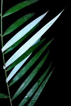 A gray-stemmed ghost palm from western Borneo features leaves with white undersides.