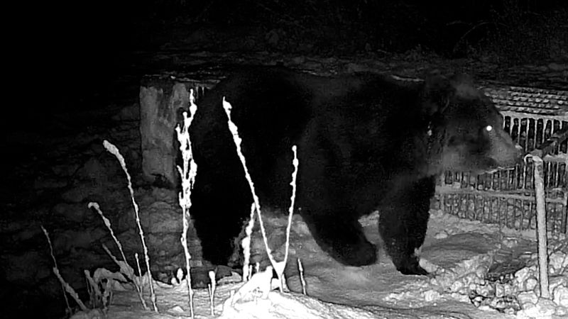 ‘On bear patrol’: inside Japan’s fightback against a surge of deadly bear attacks