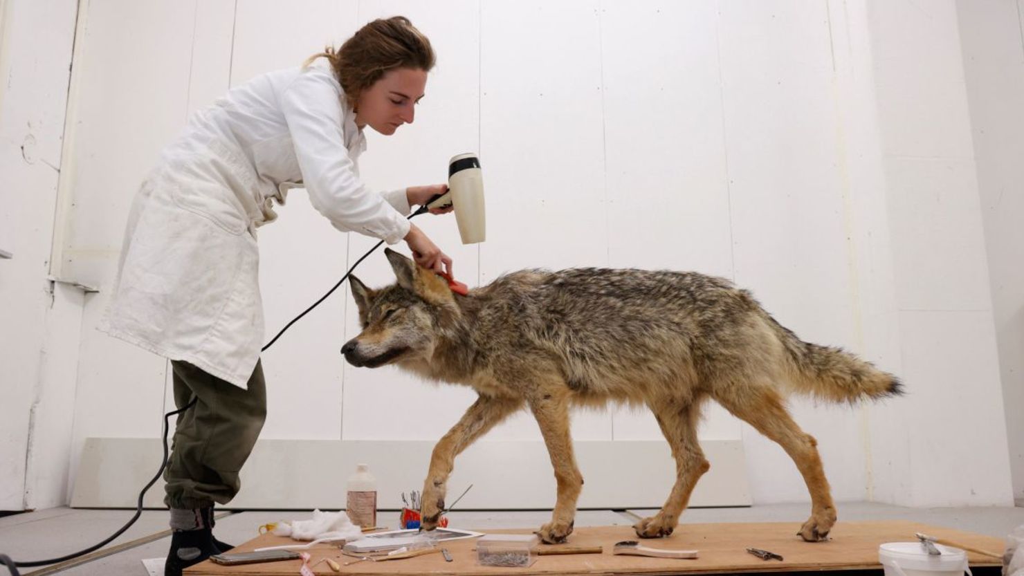 La taxidermista Sita van Hoorn prepara un lobo fallecido para su exposición en el Museo De Bastei de Nimega (Países Bajos).