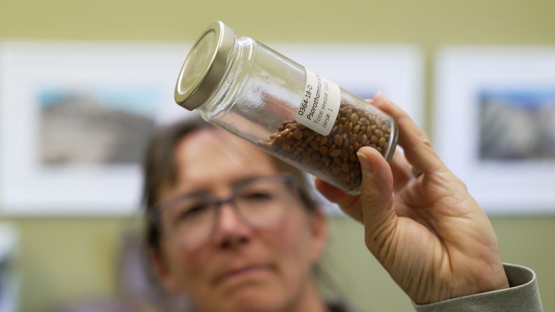 Madena Asbell holds up a jar of seeds, part of the MDLT seed bank project. Asbell, the director of plant conservation for the land trust, had the idea in 2016 to start collecting and cataloguing seeds from the unique plant life in southern California’s Mojave Desert.