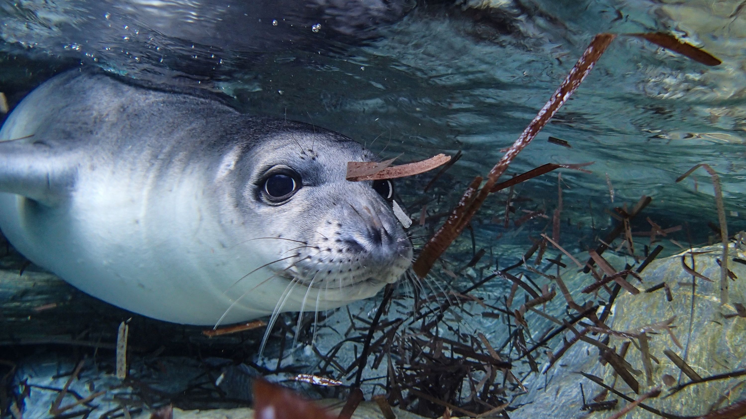Mediterranean monk seals are one of the most endangered marine mammals.