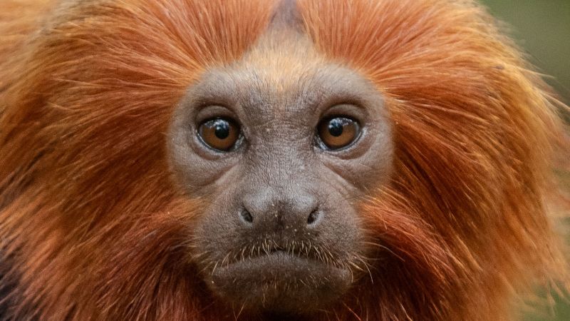 Golden Lion Tamarin: Comeback from the Brink