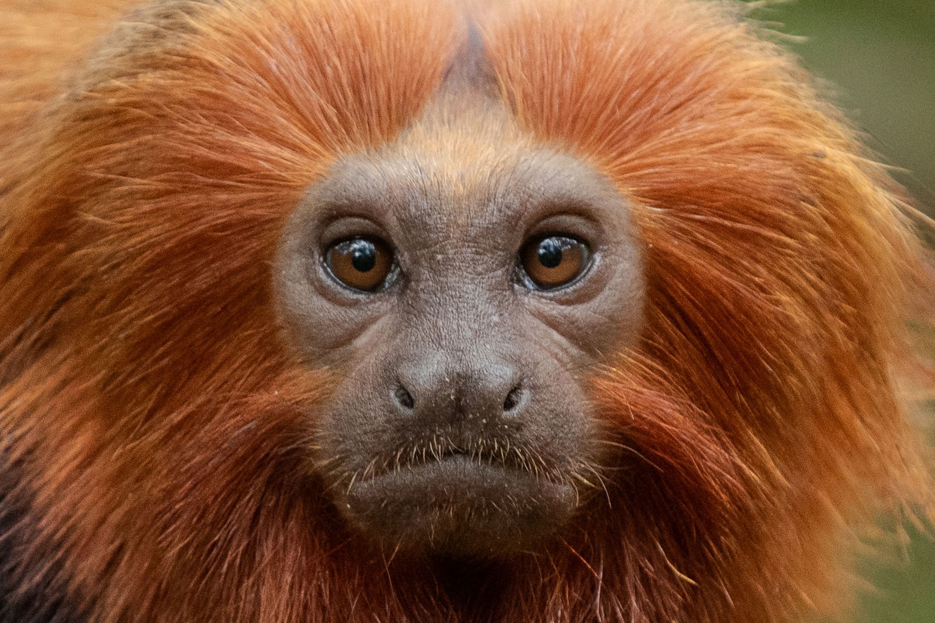 A golden lion tamarin showing off its orange mane.