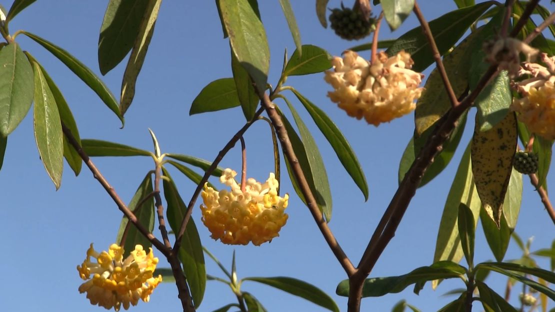 The yellow flowers of the paperbush shrub seen in Dolakha, Nepal, in December 2023.